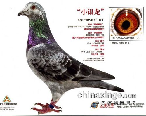 小银龙是一羽麒麟花雄鸽(nl2000-5022806),凡龙"银色影子"直子