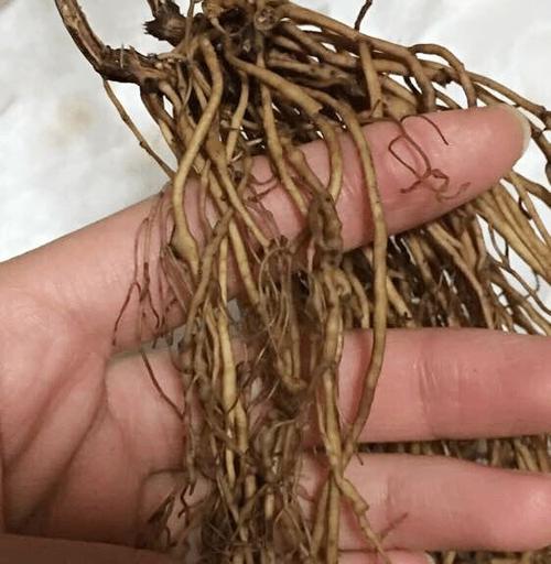 铁线莲容易招"线虫",3个处理方式,让你的铁线莲顺利开花