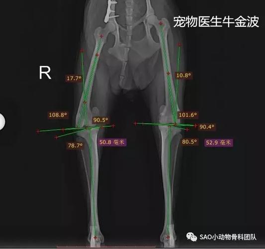 先通过触诊确定是否为髌骨脱位,然后再按照标准拍x光片,确定手术方案