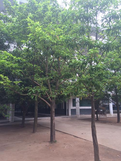 南方校园里常种的一种爱脱皮的树是什么树