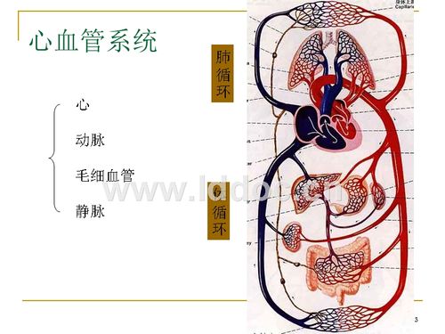 心血管系统解剖.ppt