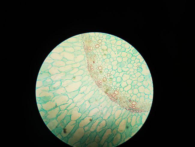 网易首页>网易号>正文申请入驻> 直立百部10×10倍直立百部横切10×4