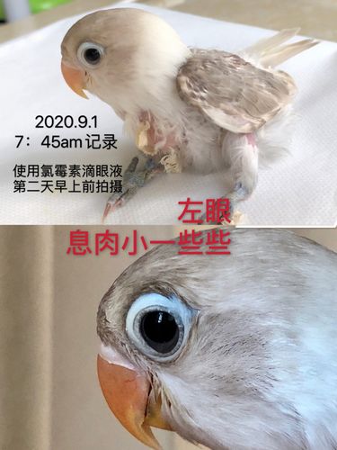 牡丹鹦鹉成长,单眼伤风治疗记录,第三天_蛋糕_牡丹_滴眼液_黄桃_手养