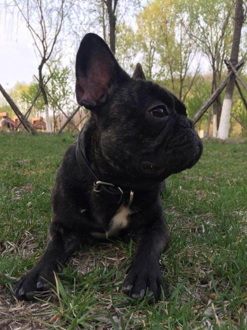 黑色虎斑法牛配狗