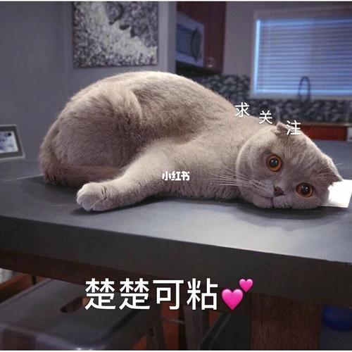 毛毛的表情包_表情包_表情包分享_素材_表情包