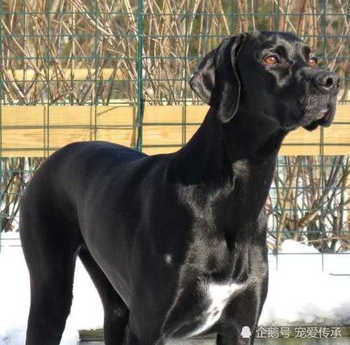 魏玛猎犬,德国人,德国,欧美,犬种,杜宾犬