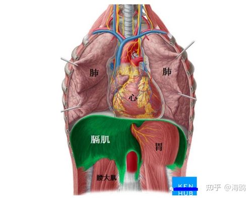 瑜伽解剖-膈肌:以气行血改善情绪,3d呼吸改善腰部和肩颈不适