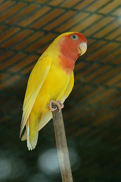 一对包邮 全国包活 鹦鹉活体 爱情牡丹鹦鹉幼鸟 黄桃牡丹鹦鹉