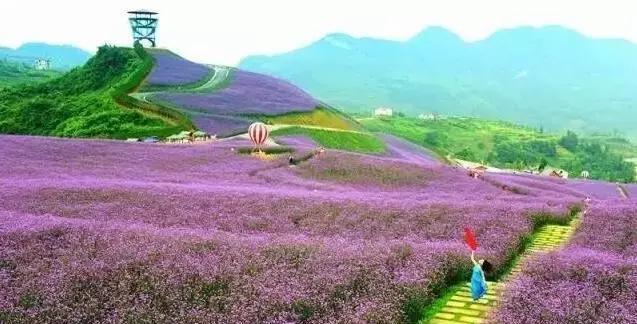 蔓延成一汪浩瀚的海   一斛紫黛的情愫编织成一袭梦幻的羽衣霓裳