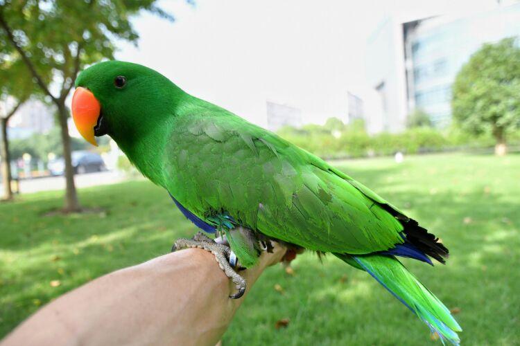 折衷鹦鹉养成记