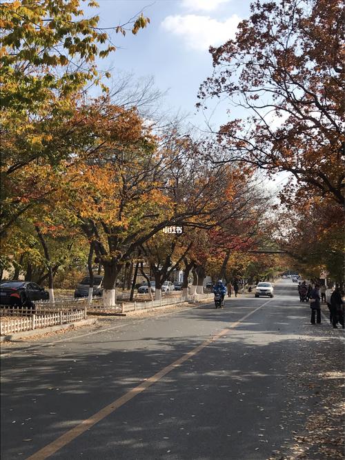 旅顺太阳沟银杏大道_景点_银杏_出行_人文风光展示