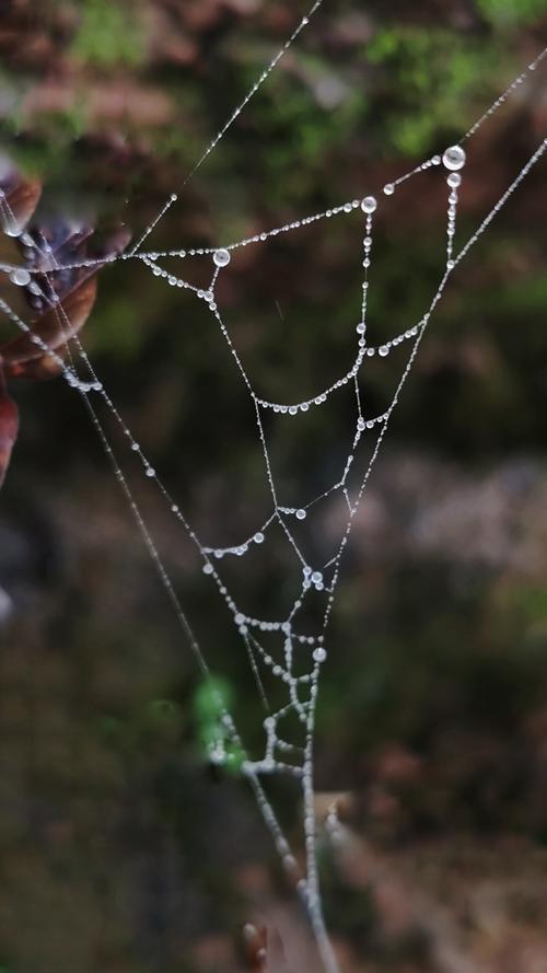 蜘蛛网编织水滴梦.