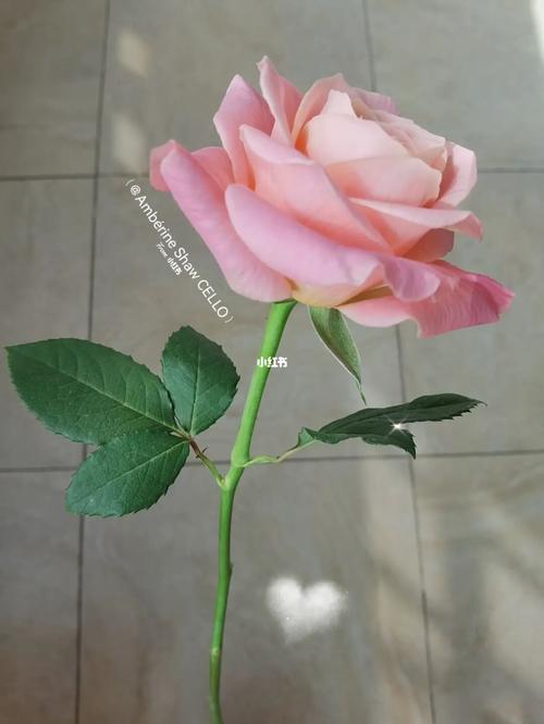 玫瑰 猪小姐_鲜花_点缀生活的鲜花_家居家装_家居装饰