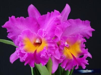 粉紫大花卡特兰rlc. pink empress "bright sun"日盛