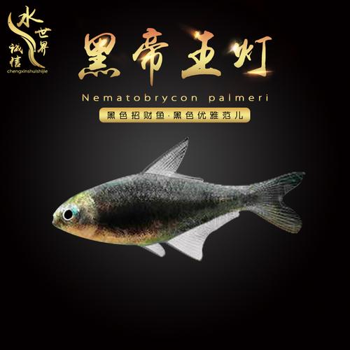 南美小型热带鱼宠物活体黑帝王灯鱼淡水招财灯科鱼观赏群游鱼易养