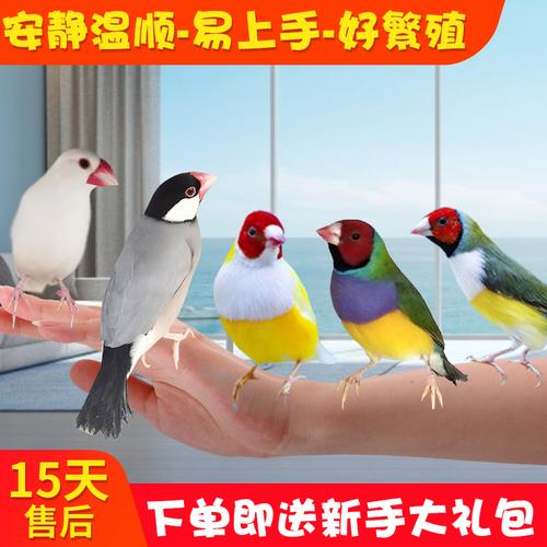 一折灰鹦鹉活体_手养文鸟白灰文雀鸟活体珍珠鸟食幼鸟饲料手养玄凤