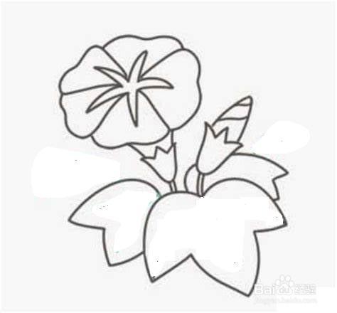 牵牛花的简笔画
