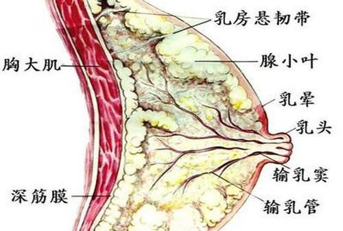 乳腺结节有哪些症状?该怎么治疗?