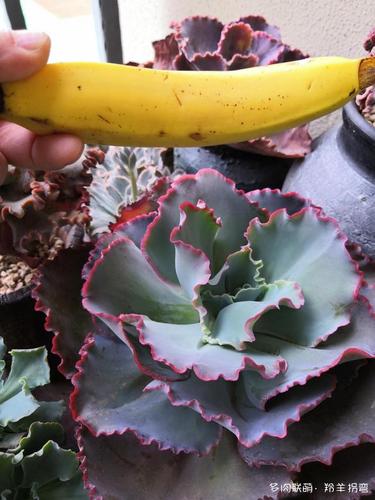 7月1日的法国皇后.对应上上面冬春第一张图.