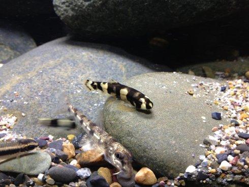 经典,厚唇原吸鳅.