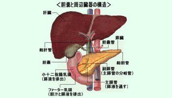 胆道癌在临床上分为上段胆管癌,中段胆管癌,下段胆管癌.