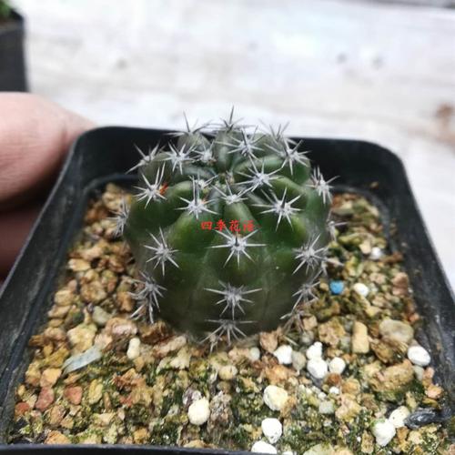 lobivia四季花语开大花仙人球丽花球属丽花极光仙人球