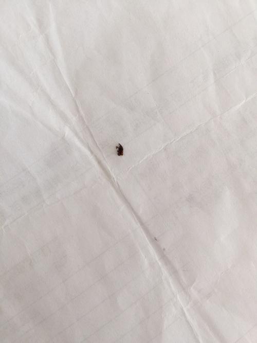 这是小蟑螂崽或幼年蟑螂吗