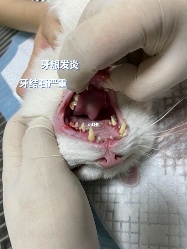 西安猫咪口腔炎全口拔牙经验分享(图五慎点_拔牙_猫咪_宠物_牙结石