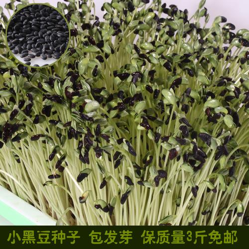 纸上种菜芽苗菜种子阳台菜家庭四季有机蔬菜水培黑豆种子批发包邮商品