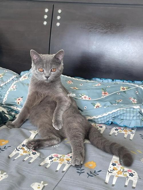 蓝猫的成长记_蓝猫_紫金新园2区攻略_英短_蓝猫_大长腿_英短蓝猫_宠物