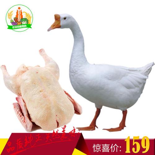 中国白鹅之乡,东北散养大鹅,依安大鹅