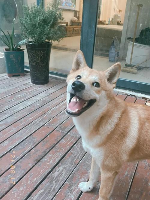 捕捉一只柴犬笑脸_柴犬_宠物_狗_晒狗