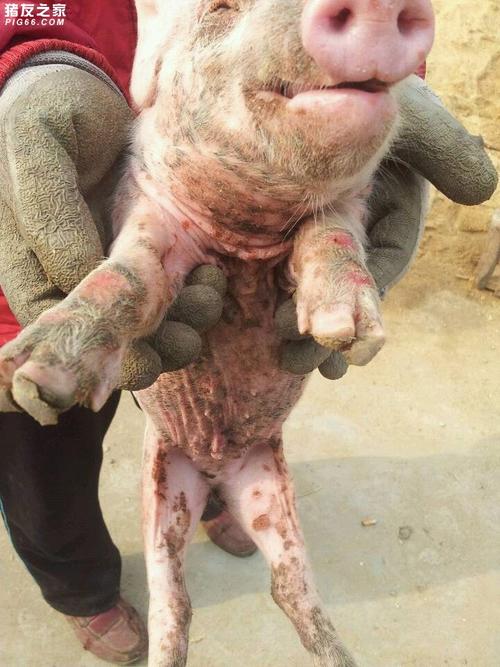 猪口蹄疫 处方