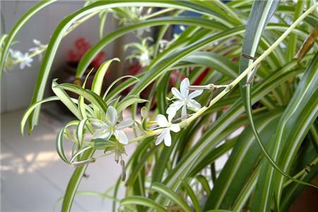 观察吊兰开花的手抄报 花的手抄报