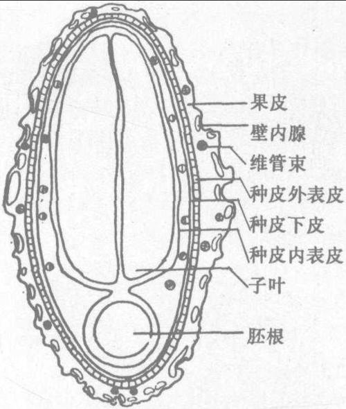 图357-2 补骨脂横切面简图