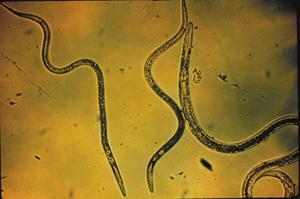 美科学家研发农药传递技术 有望解决线虫病害问题