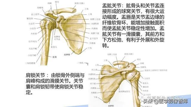全面掌握肩关节解剖工作不再烦恼