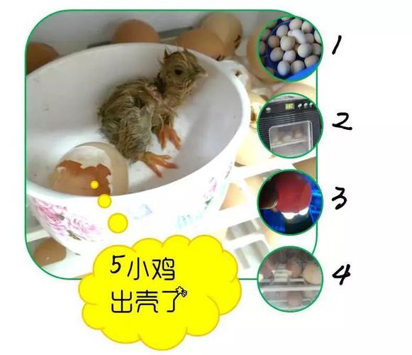 看三中:我们的小鸡出壳了!