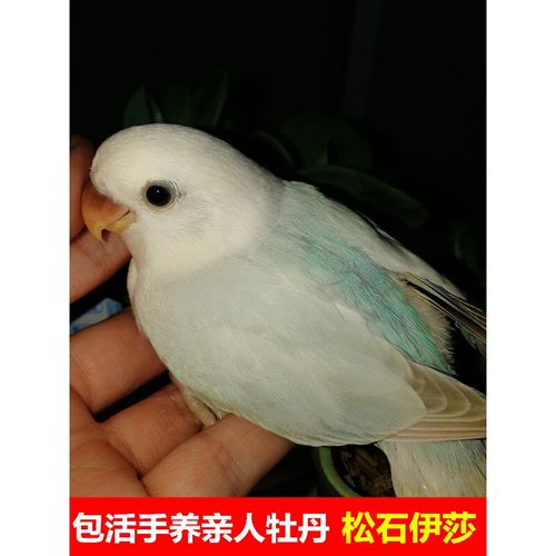 店铺推荐鹦鹉幼仔手养合法牡丹雏鸟亲人幼鸟活体粘人观赏宠物鸟闪光类