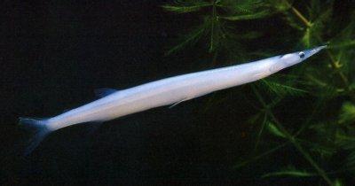 银鱼是什么样子的