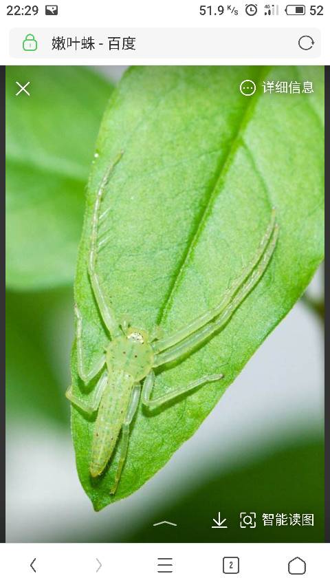 展开全部 你好,这是一只嫩叶蛛, 满意请采纳祝你生活愉快!