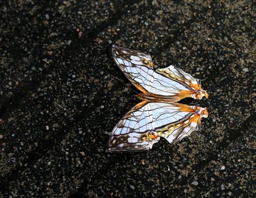 由于蝴蝶的专一食性及其对温度的变化特别敏感,只要环境有一点点变化