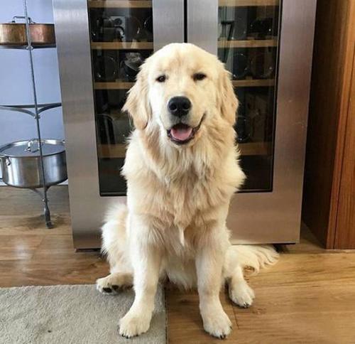 【组图】2-8个月金毛犬成长对比图