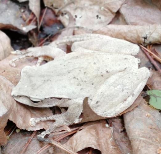 白色的,是什么蛙?