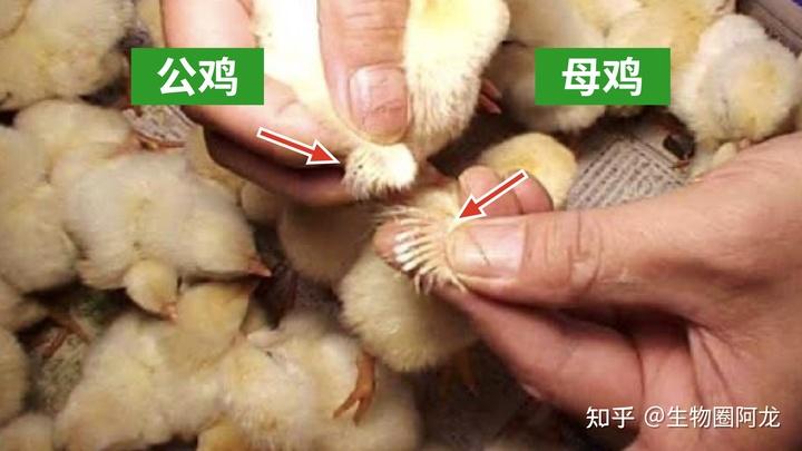 羽速鉴别法,就是看小鸡出生后翅膀上的羽毛生长速度来分辨公母,其