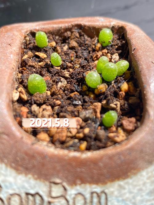 肉锥播种发芽97记录95拉登_家装_家居_家居装饰_家居家装_家居