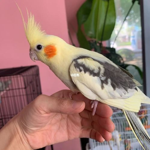 红脸派特玄凤_玄凤_红脸_小鸟当家攻略_鹦鹉_腮红_手