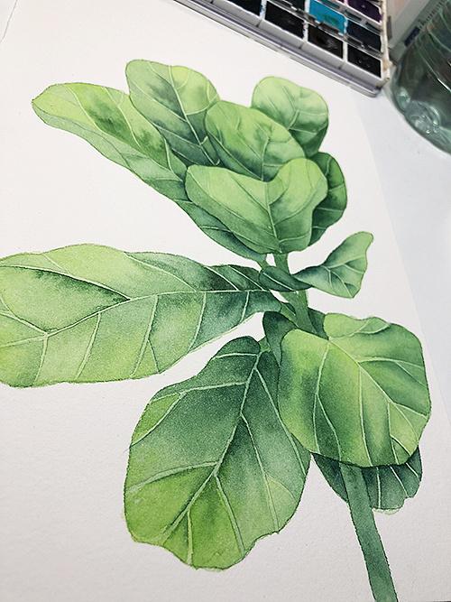 水彩绿植-琴叶榕2
