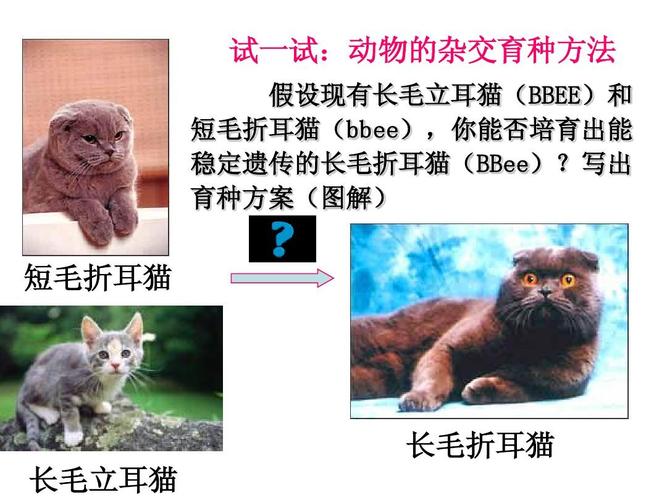 高中生物必修二:6.1 杂交育种与诱变育种 & 6.2 基因工程及其应用ppt