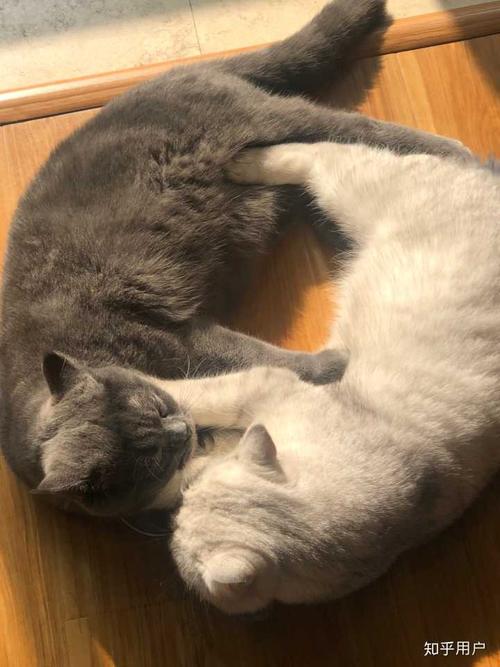 银渐层和蓝猫养那个好?